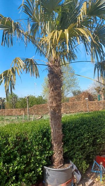 palmboom (Trachycarpus Fortunei) beschikbaar voor biedingen