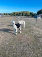 Alpaca koppel, April, Meerdere dieren