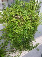 tradecentia groen, Tuin en Terras, Vaste plant, Bloeit niet, Halfschaduw, Ophalen