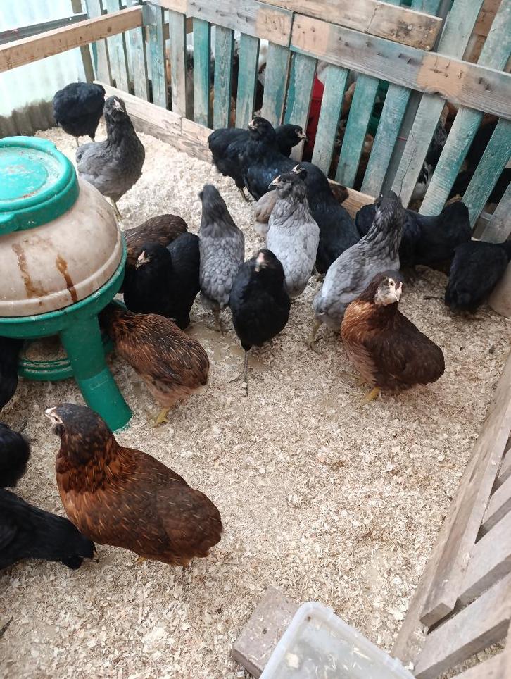 bolstaart araucana blauwleggers actie 4+1 gratis 0499/082381, Dieren en Toebehoren, Pluimvee, Kip, Vrouwelijk