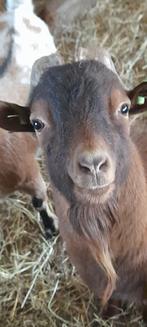 "Colin van 't kruisemhofke", Mannelijk, Geit, 0 tot 2 jaar