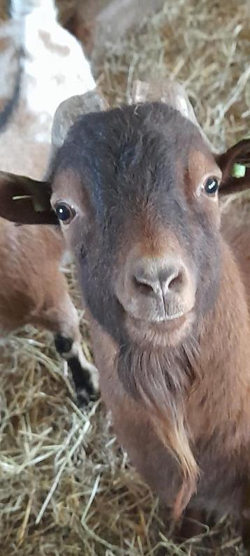 "Colin van 't kruisemhofke" beschikbaar voor biedingen
