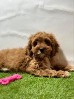 Cavapoo pups, 15 weken tot 1 jaar, Overige rassen, Buitenland, CDV (hondenziekte)