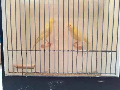 3 kweekkoppels kleurkanaries+13 jongen isabel- en satinet GE, Dieren en Toebehoren, Vogels | Kanaries, Kleurkanarie, Meerdere dieren
