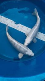 2 x HQ Mukashi Ogon 33-36cm. Izumiya. NOG 1, Dieren en Toebehoren, Vissen | Vijvervissen, Karper of Koi