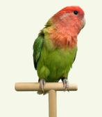 Jonge groene/OM opaline man ‘25, Mâle, Perroquet nain ou Inséparable, Bagué