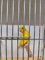 Forpussen, Dieren en Toebehoren, Meerdere dieren, Dwergpapegaai of Agapornis, Geringd