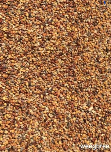 Weegbree 1kg - Enkelvoudige Zaden - Winkel en Webshop  beschikbaar voor biedingen