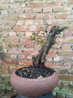 Pré bonsai meidoorn, Tuin en Terras, Planten | Bomen, Ophalen