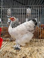 Brahmakriel, Dieren en Toebehoren, Pluimvee