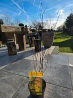 Acer/Érable japonais Orange Dream, Jardin & Terrasse, Plantes | Arbres, Enlèvement