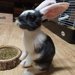 Duitse reus rammetje 8 weken, Dieren en Toebehoren, Konijnen, Mannelijk, Groot, 0 tot 2 jaar