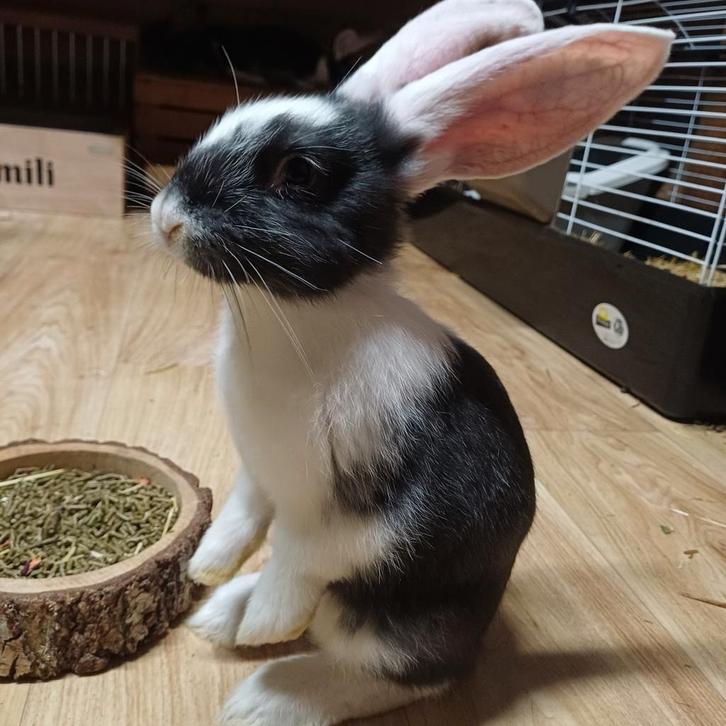 Duitse reus rammetje 8 weken, Dieren en Toebehoren, Konijnen, Groot, Mannelijk, 0 tot 2 jaar