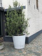 olijfboom in pot, Jardin & Terrasse, Plantes | Arbres, En pot, Olivier, Plein soleil, Enlèvement