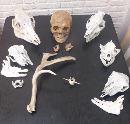 kleine collectie schedels, Verzamelen, Dierenverzamelingen, Gebruikt, Schedel, Overige soorten, Ophalen