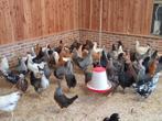 legkippen, Dieren en Toebehoren, Vrouwelijk, Kip