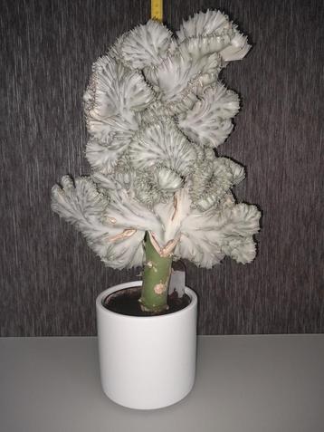 Euphorbia lactea beschikbaar voor biedingen