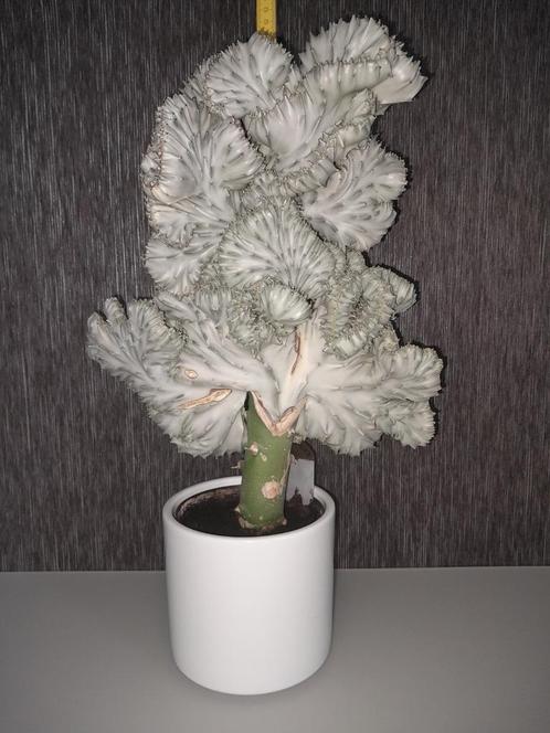 Euphorbia lactea, Huis en Inrichting, Kamerplanten, Ophalen