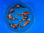 Isa tosai showa koi, Dieren en Toebehoren