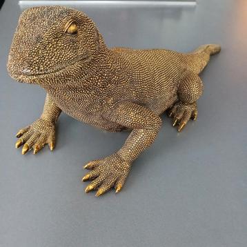 Komodovaraan 45cm beschikbaar voor biedingen