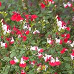 Salvia Hot Lips, Enlèvement ou Envoi, Plante fixe