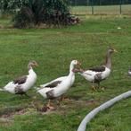 Vlaamse ganzen, Meerdere dieren, Gans of Zwaan