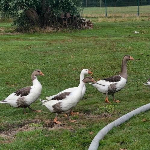 Vlaamse ganzen, Dieren en Toebehoren, Pluimvee, Gans of Zwaan, Meerdere dieren