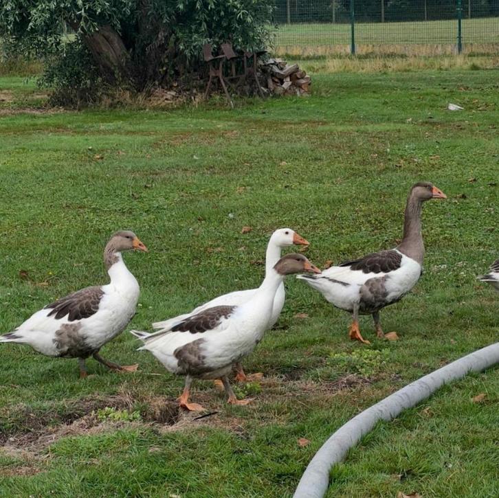 Vlaamse ganzen, Dieren en Toebehoren, Pluimvee, Gans of Zwaan, Meerdere dieren