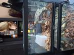 Terrarium, Dieren en Toebehoren, Ophalen, Zo goed als nieuw
