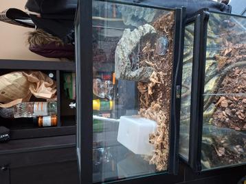 Terrarium  beschikbaar voor biedingen
