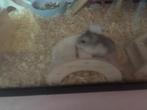 Dwerghamsters, Dieren en Toebehoren, Hamster, Juni, Geslacht onbekend, Tam