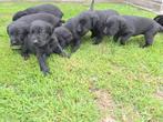 Labrador pups, Dieren en Toebehoren, België, Fokker | Hobbymatig, 8 tot 15 weken, Labrador retriever