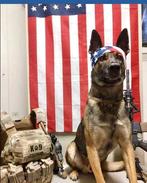 PENSION CANINE VICTORIA 5 💥💥💥💥💥