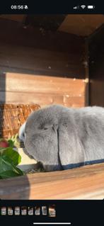 Gecastreerde minilop ram, Dieren en Toebehoren, Konijnen, Mannelijk, Dwerg, 3 tot 5 jaar