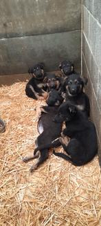 Duitse herder pups, Dieren en Toebehoren, Honden | Herdershonden en Veedrijvers, België, Fokker | Hobbymatig, Reu, CDV (hondenziekte)