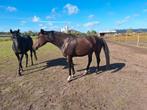 Zeer lieve merrie, Dieren en Toebehoren, Paarden