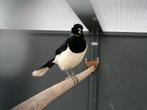 pluiskapgaai (BEWEZEN KWEEK POP!) TIP TOP in orde!, Dieren en Toebehoren, Vogels | Overige Vogels, Vrouwelijk, Tropenvogel, Geringd