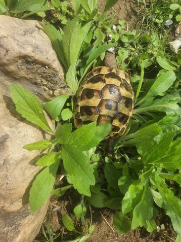 Testudo Hermanni Boettgeri landschildpadden, Tortue, Domestique