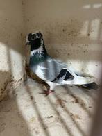 Serbiesche hoogevliegers, Dieren en Toebehoren, Vogels | Duiven