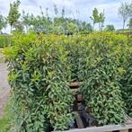 Portugese laurier, Prunus lusitanica angustifolia in pot, Ophalen, Laurier, Haag