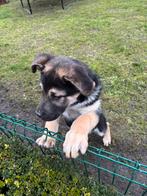 Kruising tussen Duitse herder en boerboel, Dieren en Toebehoren, België, Reu, CDV (hondenziekte), 8 tot 15 weken