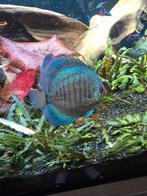 Discus, Dieren en Toebehoren