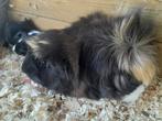 Borstelharige Moeder Cavia met haar 5 jonge Cavia's, Dieren en Toebehoren, Knaagdieren, November, Vrouwelijk, Cavia