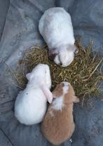 Raszuivere minilopjes handtam, Meerdere dieren, Klein, Hangoor, 0 tot 2 jaar
