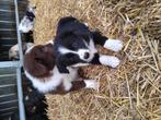 Border collie, België, 8 tot 15 weken, CDV (hondenziekte), Collie
