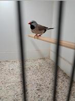 Spitstaartamadine man, Dieren en Toebehoren, Vogels | Overige Vogels, Mannelijk, Tropenvogel, Geringd