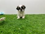 Portée de chiots Shih Tzu, Autres races, Plusieurs, Parvovirose, Belgique