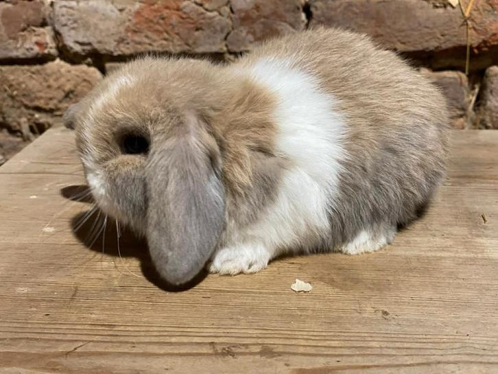 Mâles Minilop, Animaux & Accessoires, Lapins, Nain, Mâle, 0 à 2 ans, Oreilles tombantes