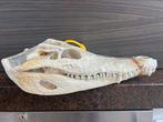 Krokodil schedel, Dieren en Toebehoren
