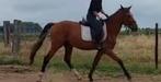 Prachtig zangersheide superbraaf paard, Dieren en Toebehoren, Hengst, Springpony, Gechipt, 3 tot 6 jaar